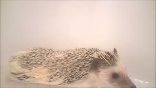 Lucy The Hedgehog takes a bath