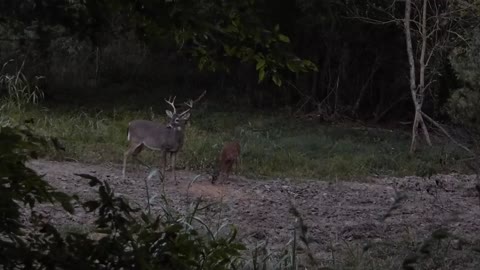 Buck and Doe get a Arrow! (Opening Day)