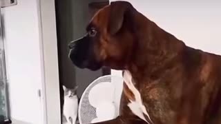 Funny Dog