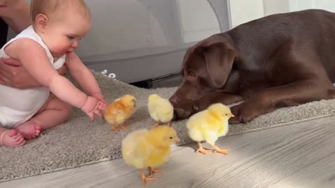 Cutest interaction ever! Between My Baby, My Dog and Baby Chicks 🐤