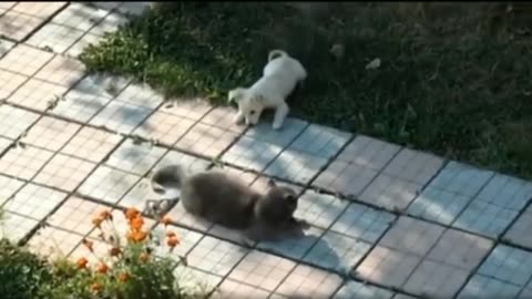 Best funny Animal videos 2023