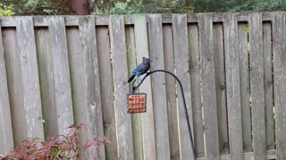 Watch the Steller's Jay!