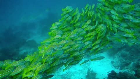 many fish swimming