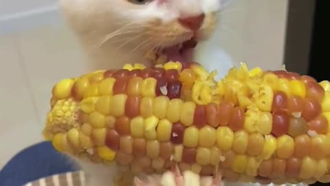 Corn Cob Grasped by Cat's Paws for a Snack
