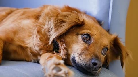 Dog With Amazing Eyes Before Sleeping