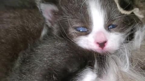 Cute lettle and Mama cat 2.5 week old kittens