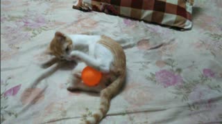 Funny cat play with a ball