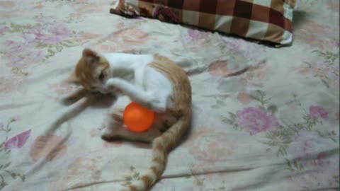 Funny cat play with a ball