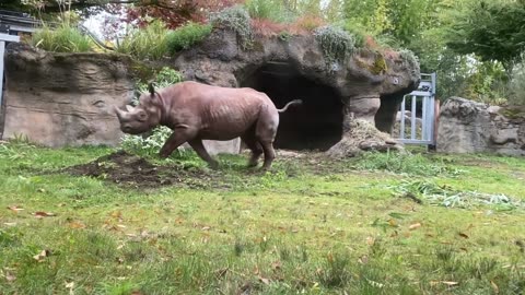 - Endangered Rhino King Arrives At Oregon Zoo-