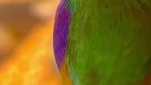 Gouldian Finch male bird #birds #bird #finches