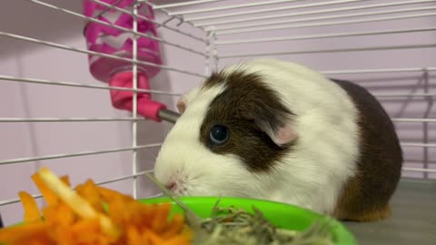 Hamster in cage eating,,,