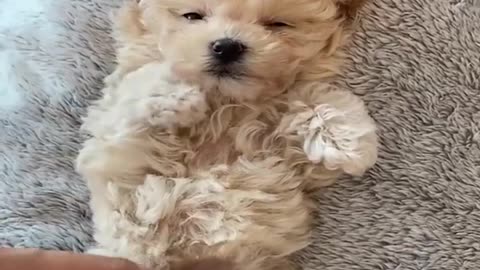 Dogs Funny Videos- Cute Dog Video - Mini Pomeranian Funny Dogs