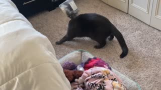 Cat Gets Treat Container Stuck on Its Head