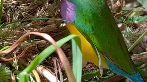 Gouldian Finch male Bird