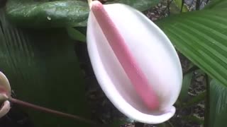 Pretty peace lily plant, the flower is white, in the botanical garden [Nature & Animals]