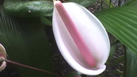 Pretty peace lily plant, the flower is white, in the botanical garden [Nature & Animals]