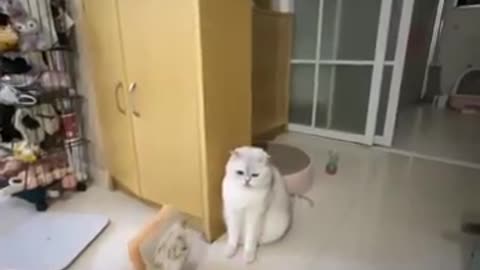 Funny cats