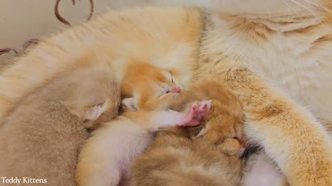 Cat Mom kneads her tiny golden pies 🥰 And purrs loudly