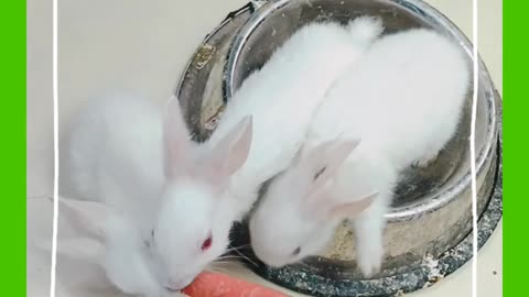 Rabbits food time