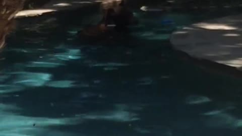 bear swim in nor-cal pool on hot day