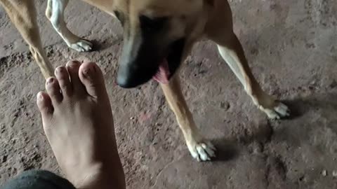 Play with dog