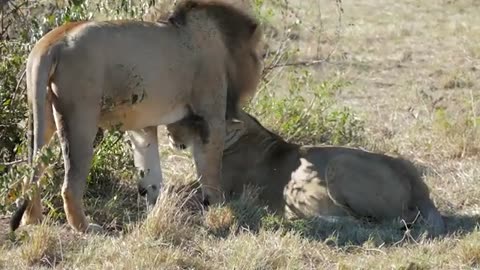 A lion family with wild forest