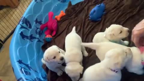 TRUE CONFESSIONS! Puppy Escape-Gate: Was Linus REALLY the first puppy to jump out of the pool?