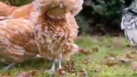 Cute Hen Video | That Will Melt Your Heart | Animal Vised