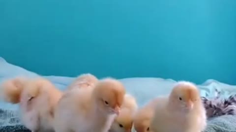 Baby Chicks