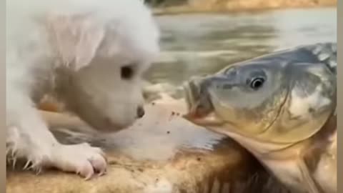 Puppy friendship fish