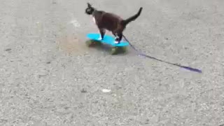 Skateboarding cat!!!!