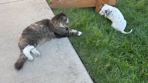 Dalmatian Puppy Cat Preciously Plays With Elderly Cat pets