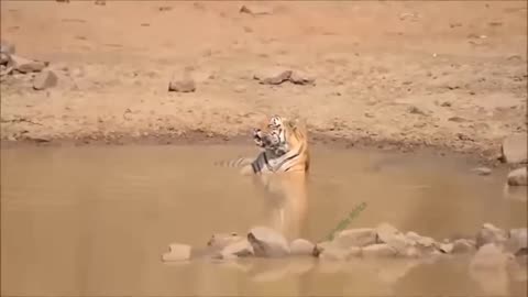 Lion & Tiger Very Dangerous 🔥 Fight 😮 In South Africa Forest.