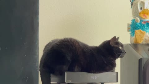 Adopting a Cat from a Shelter Vlog - Cute Precious Piper Enjoys the View from the Heated Tuffet