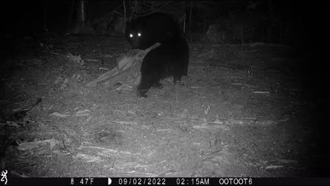 Wounded Bear on Cam