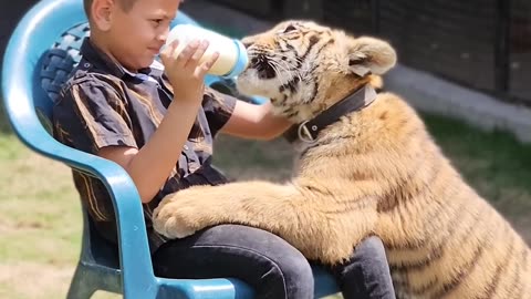 Little Kid Feeding to Tiger | Nouman Hassan