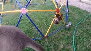 baby animal sloth