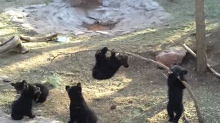 Bear Cubs Play on a Small Tree