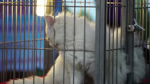 White long furry cat selling in cage. Angry face cat