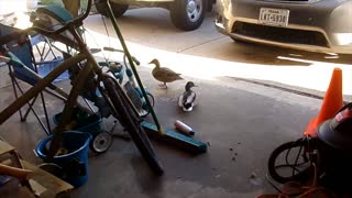 Ducks in my Garage! From April 2020.