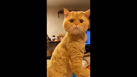 Funny animals compilation video.#funny #animals