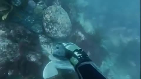 baby SHARKS love BELLY RUBS #fishing #shark #ocean #viral