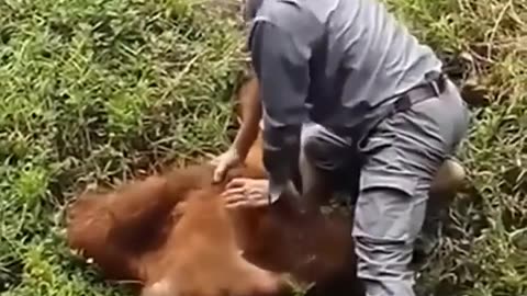 "Heroic Act: Man Rescues Orangutan in Daring Zoo Water Rescue"