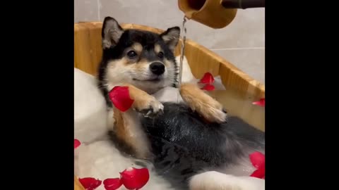 Cute Dog Shower Asmr