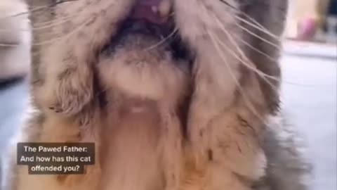 Funny Cat Voice Over 🤣