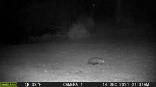 Back Yard Wildlife - Opossum Parade 1