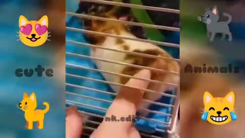 😜.Funny Animals Video 2022 funny animals