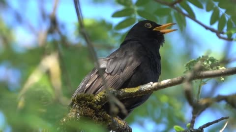 Feathered Marvels: The World of Birds in Stunning 8K Ultra HD