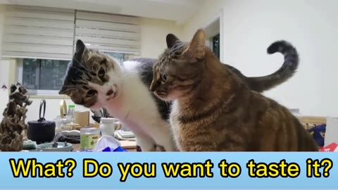 Funny Animals: Love Words between Two Cats