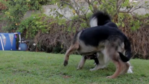 Two dogs are having fun in the garden